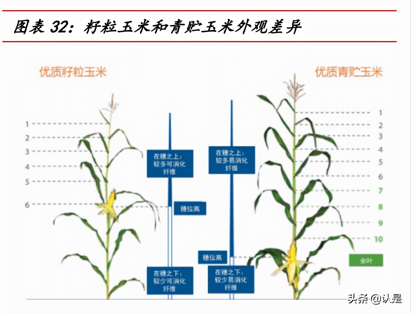 荃银高科专题报告：种业+服务打造产业闭环，借力先正达弯道超车