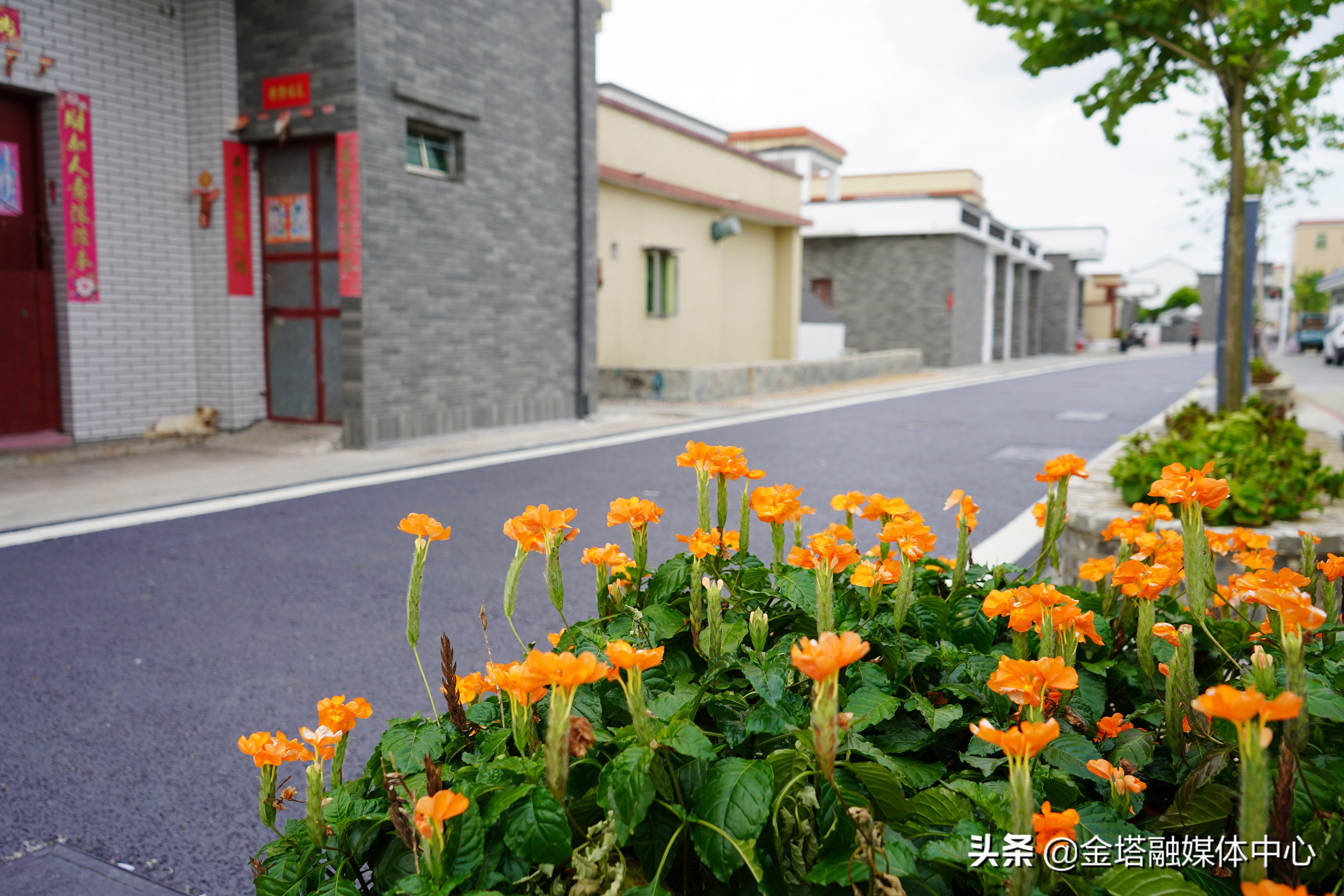 广东珠海斗门上洲村：“党建+”绘就宜居宜业和美村庄