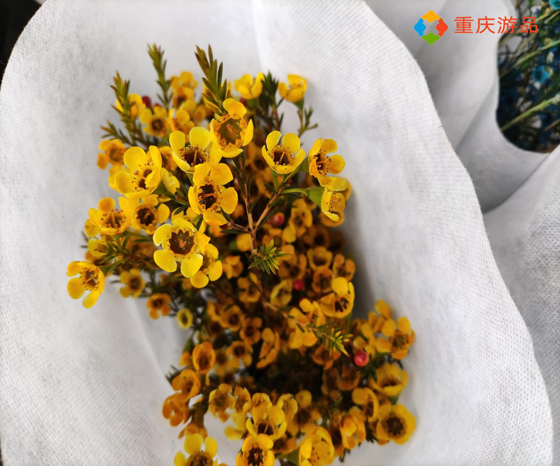 春日里的惊喜，探寻重庆望海花都，清白如雪的木绣球不要太美