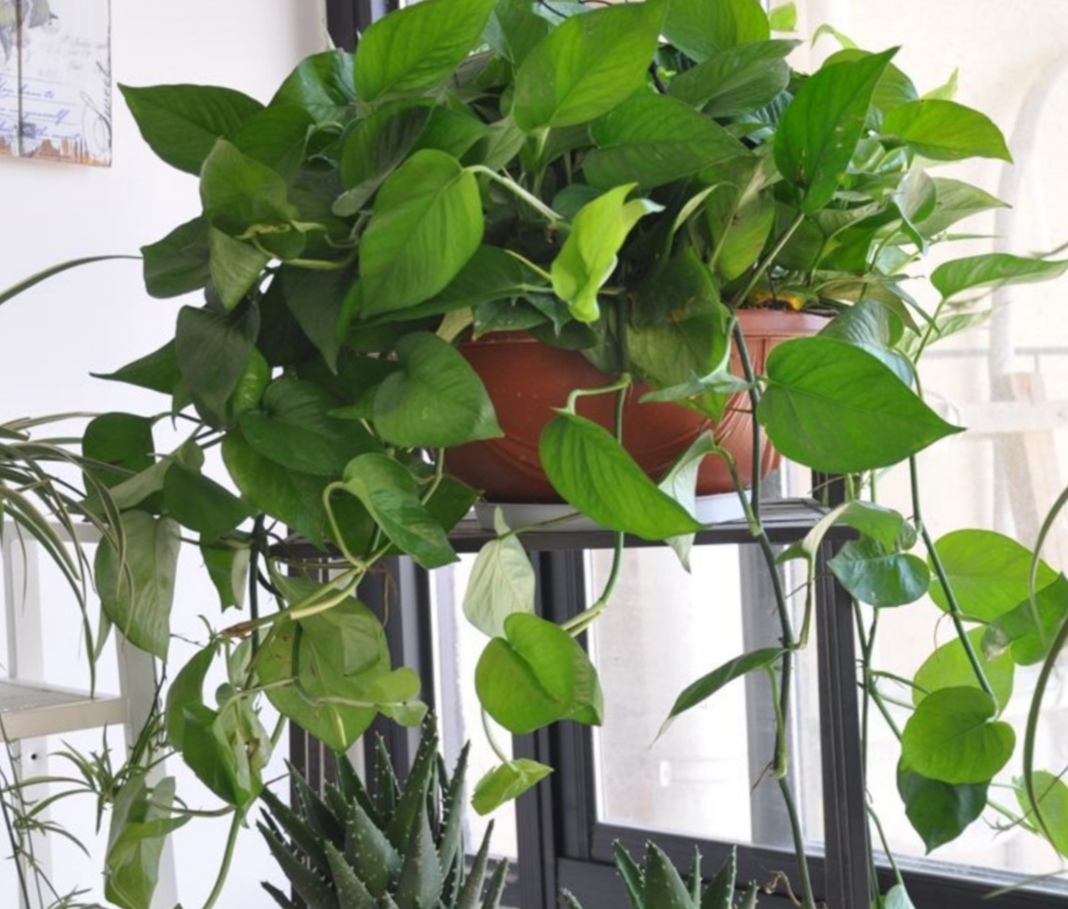 5种植物，能净化空气，养在室内美观大方