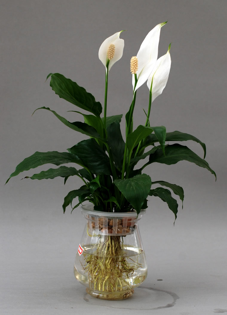 合适 懒人 水养的7种植物 室内养一盆 一看就会 简单省钱 小仙肉y Mdeditor