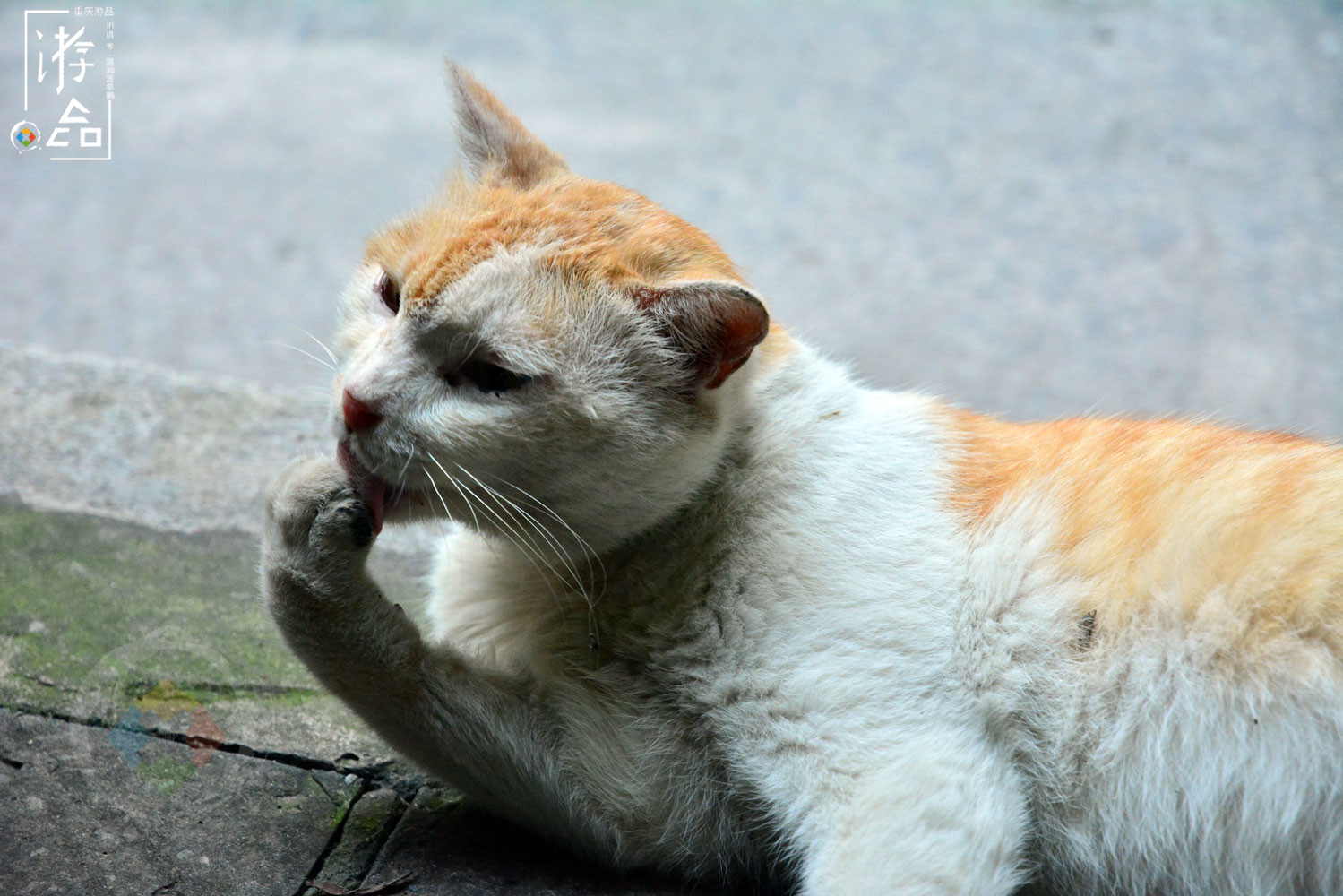 在重庆大溪沟探险：误入电力公司老社区，意外发现江边的聚金花市