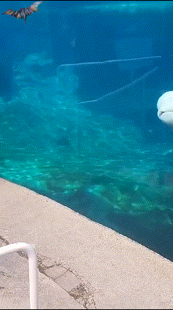 各种让你放松心情的gif 看看吧 内涵区