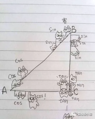 女儿努力学习成绩却不好 直到看见数学作业 7只猫咪惹得祸 教育 爆资讯新媒体平台