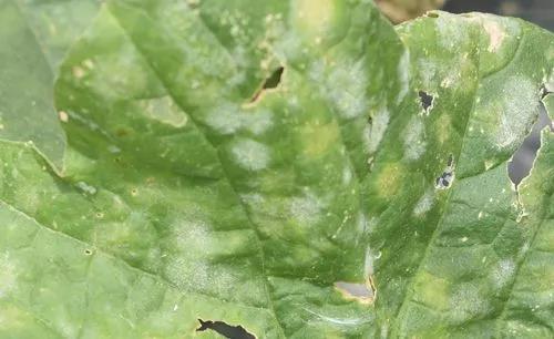 蔬菜生产常见问题及解决办法手册，看到就是赚