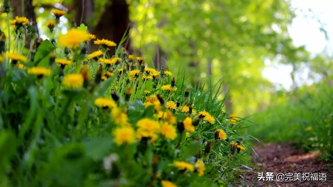 向日葵经历了风雨，站在阳光下更显灿烂；人生尝尽了百味方觉甜美