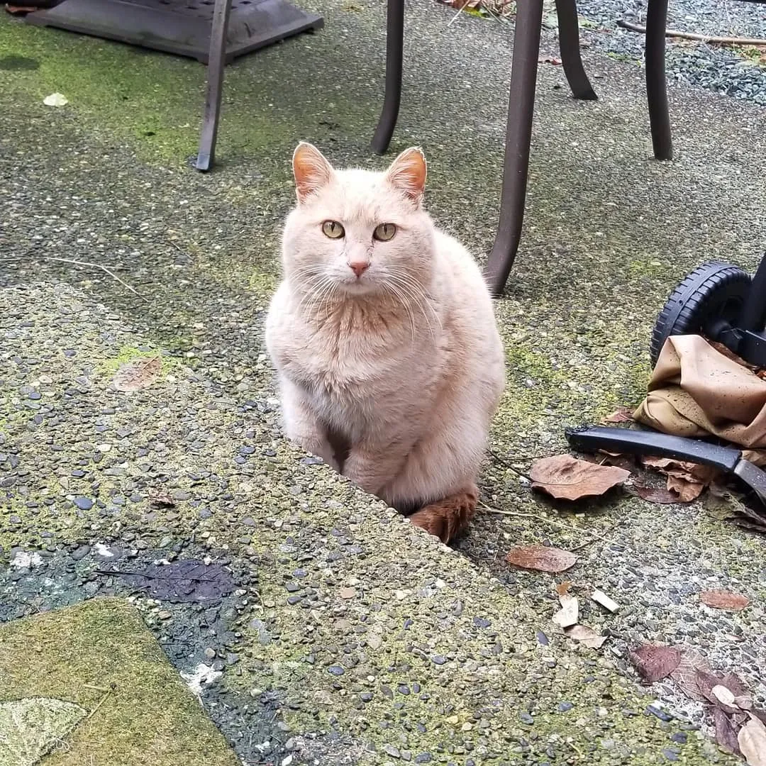 女子养了五只猫 没想到搬到新家后 院子里还有一只猫在等着她 王大野的猫 Mdeditor