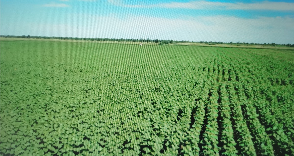 内蒙古|2万亩盐碱地变良田，内蒙古科左中旗向日葵、玉米长势喜人