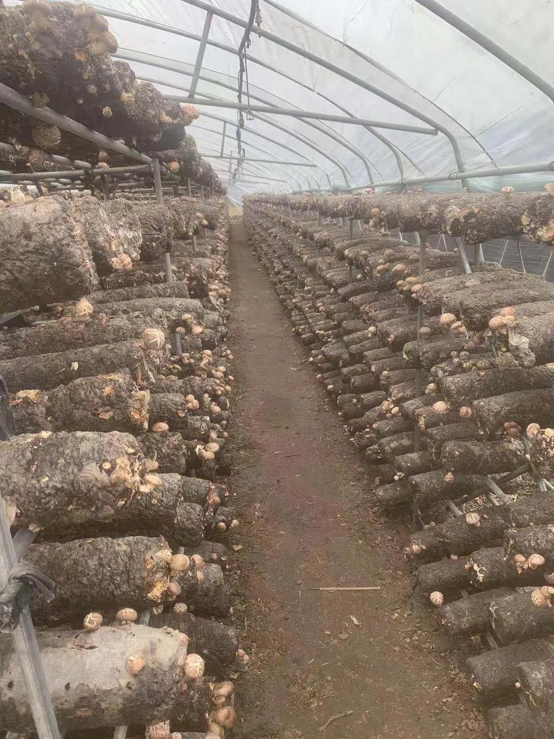 90后小伙返乡创业卖香菇，一亩田开店不到一个月交易额超15万