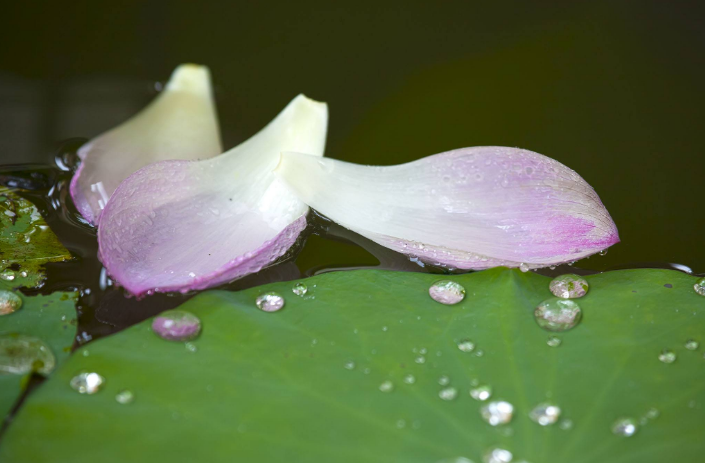 阳光总在风雨后 人生终有暖晴天，那些雨晴的诗词，道尽人生哲理-第6张图片-非凡网