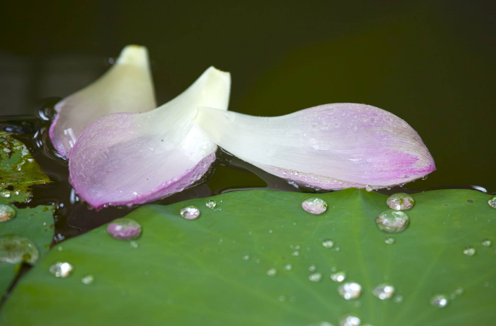 阳光总在风雨后 人生终有暖晴天，那些雨晴的诗词，道尽人生哲理