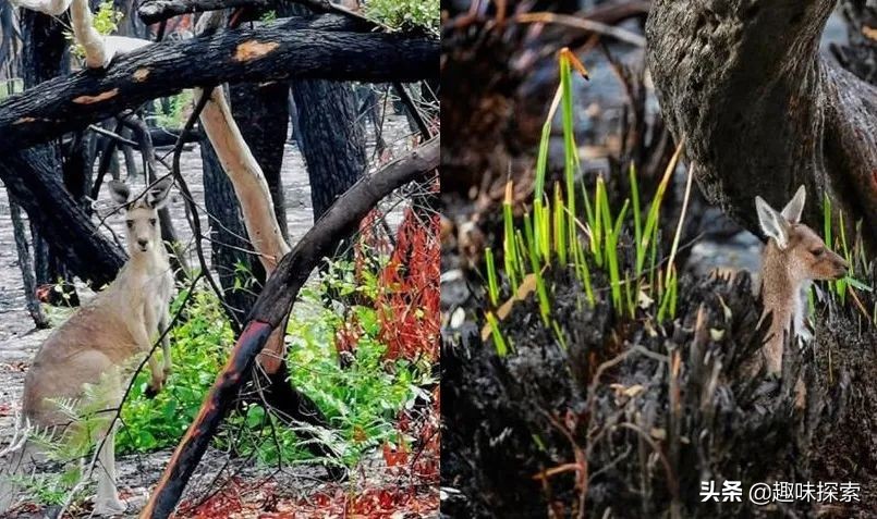 火灾之后，澳洲桉树占据有利条件疯狂生长，将野火变成了繁殖优势