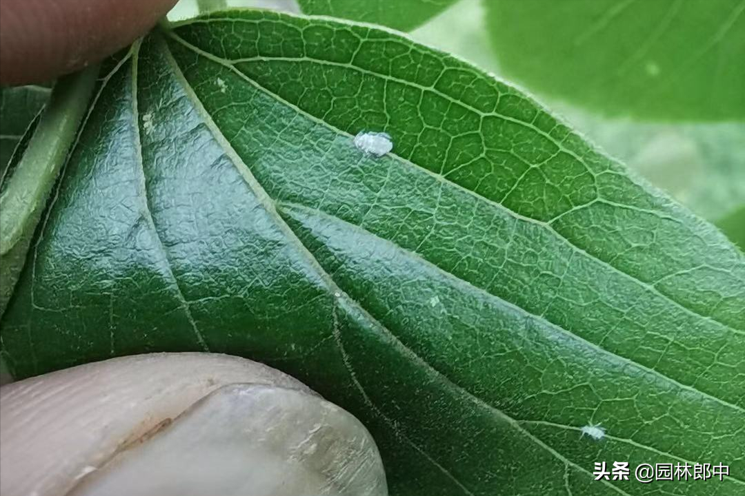 朴树叶片上发现长角状畸形凸起需警惕，可能是朴盾木虱在危害-第3张图片-农百科