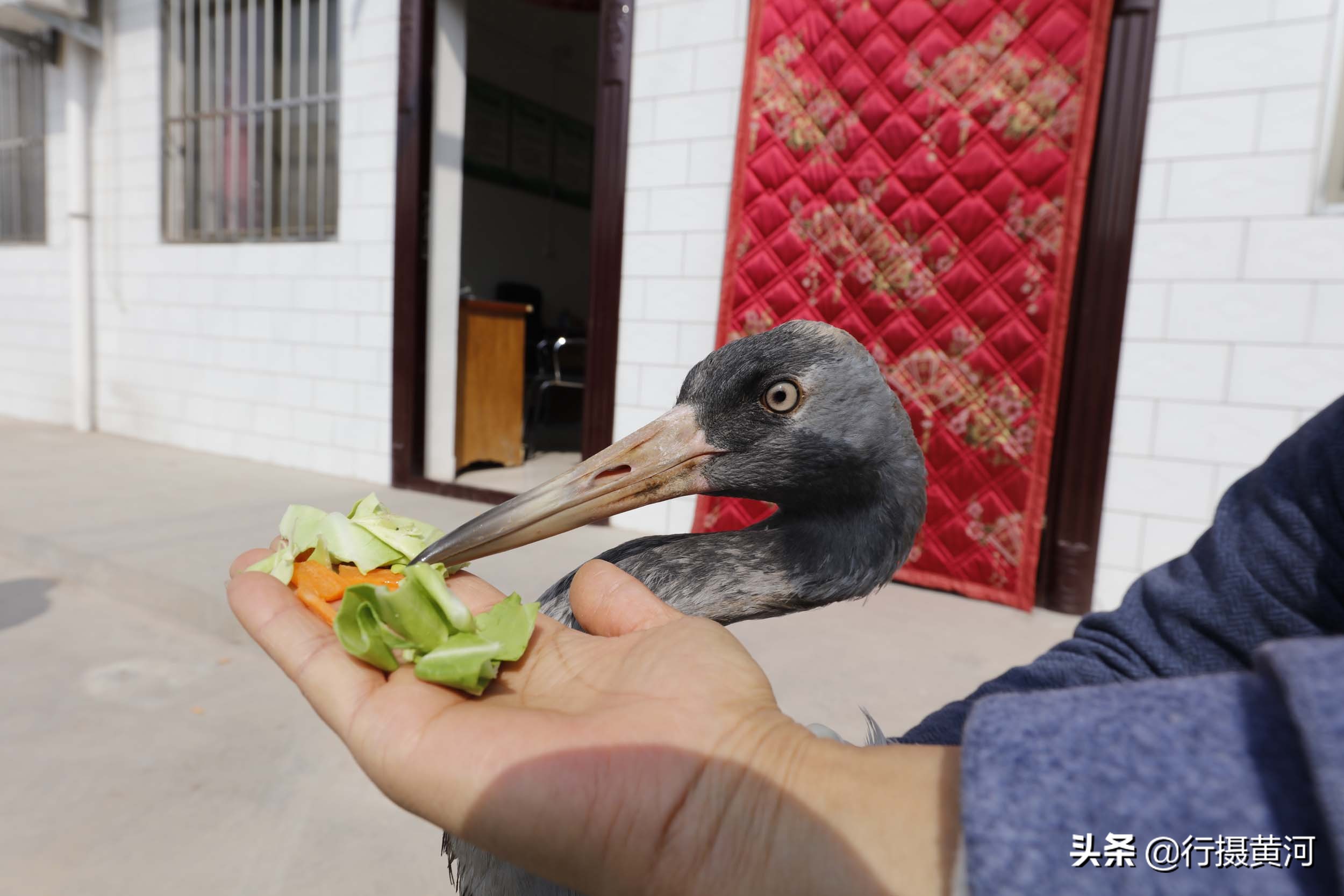 山西5旬农民麦田捡到长腿怪鸟，救助后被吓出一身冷汗，看啥情况