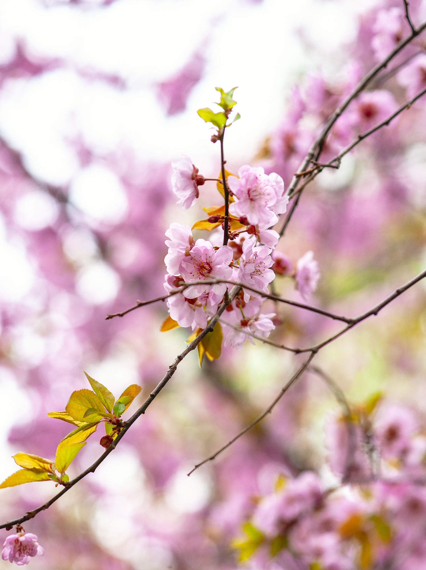 我的攝影 踏青光影 美人梅 Gss1老劉 Mdeditor