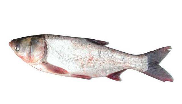 鲢鳙鱼(花白鲢)的垂钓技巧_钓鱼捕鱼_西南渔业网 水