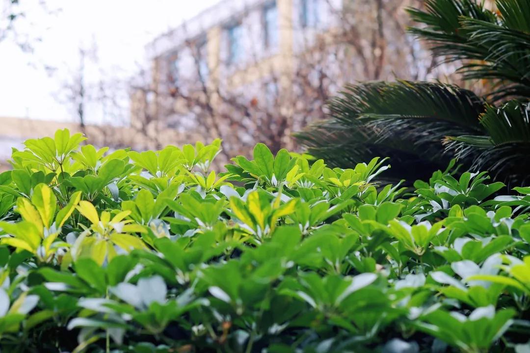 带上五官到校园里寻找春天——成都市华中附小大自然的语文课