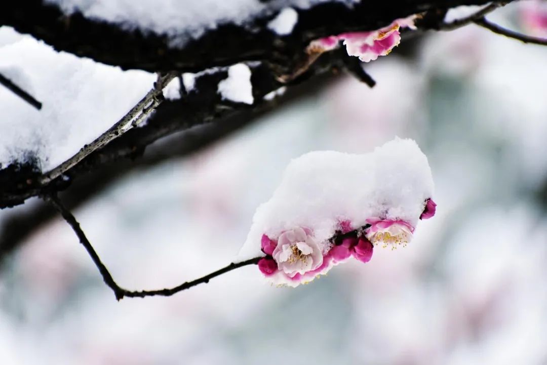 ​梅花香自苦寒来，十首观梅的诗词，一起欣赏美丽的梅花吧-第1张图片-诗句网