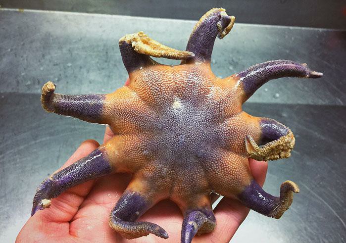 万米深海下的鱼到底有多恐怖，这已经不是鱼了