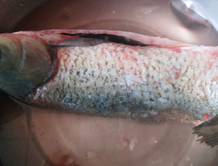 图片[2]-腌腊鱼的做法步骤图 鱼肉紧实且入味-起舞食谱网