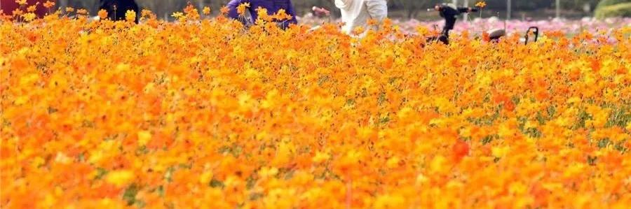 武汉这个漫长的秋天，是大自然馈赠的礼物啊