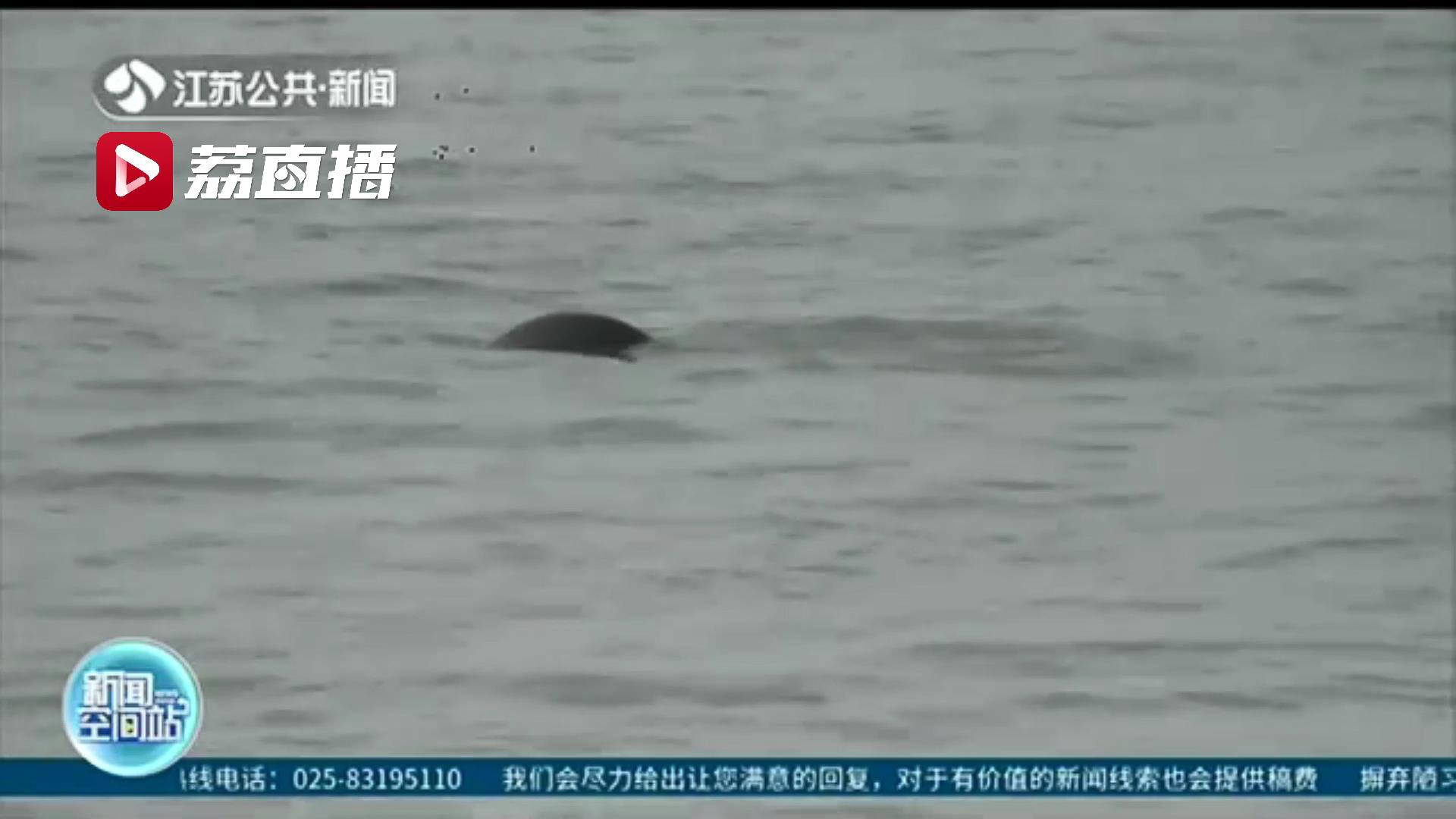 “豚坚强”我为你加油！受伤江豚一周后跃出江面戏水追逐