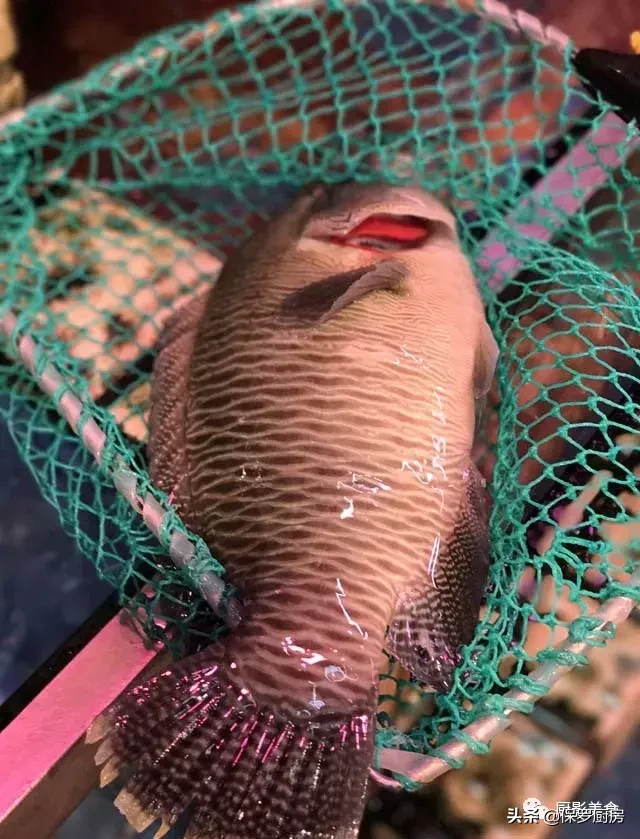 史上最全的顶级“海鱼”海鲜大全,全吃过的你人生就到达了巅峰!