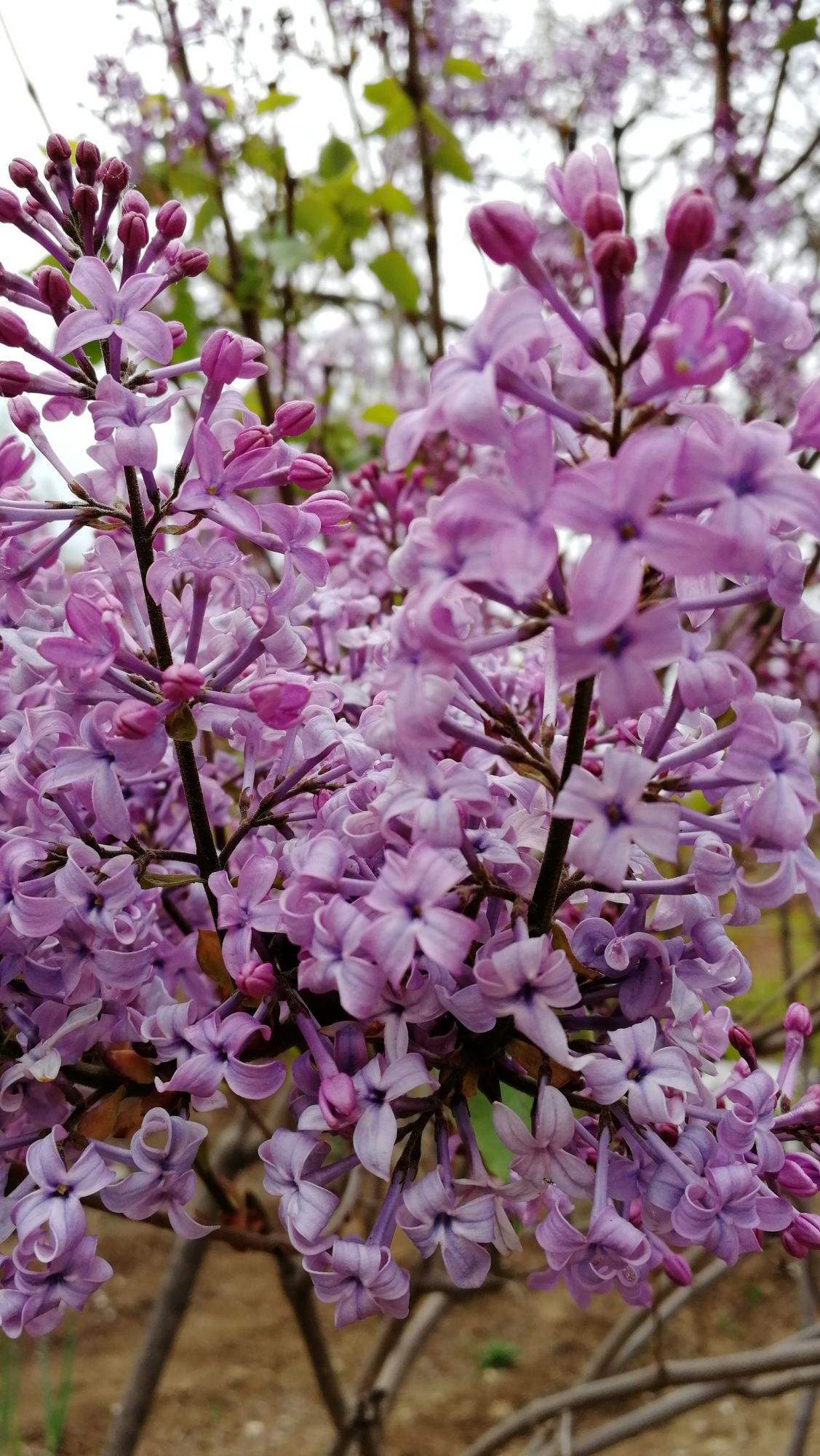 留园网 养花也得赶潮流 超好看的5种紫色花 和你的紫色系衣服更搭 6park Com
