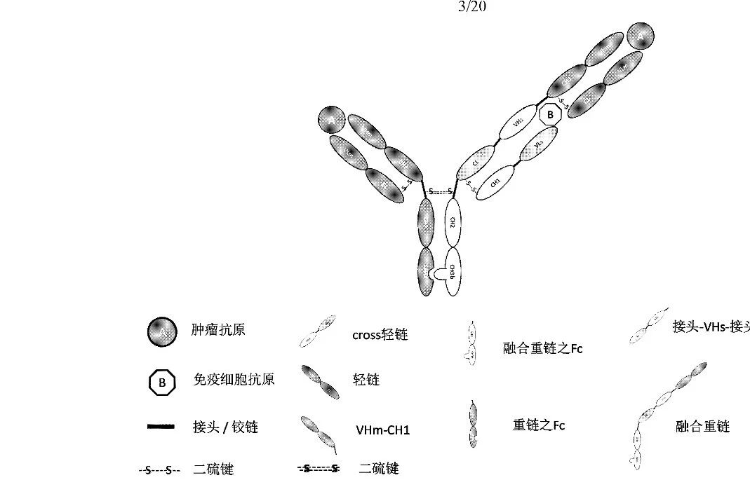 2:1 TCB双抗:罗氏/信达、恒瑞、药明、和铂医药、友芝友