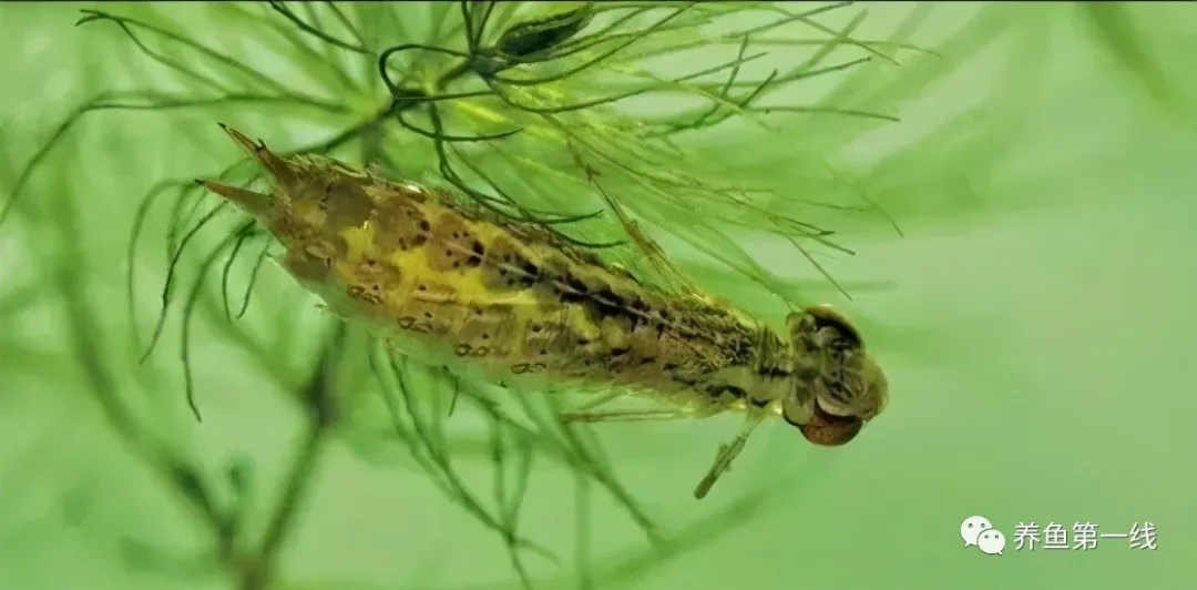 蜻蜓幼虫——水虿:吃鱼凶猛,称为“水中老虎”,喻为“吃鱼虎”