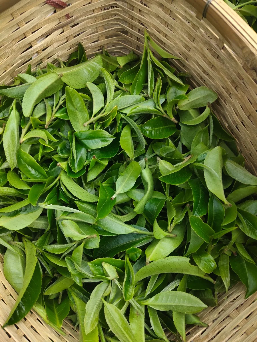 贺开古茶园春茶开采,隔着屏幕都能闻到茶香