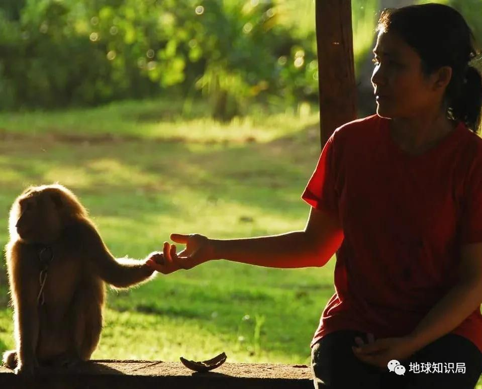 泰國猴子，有苦說不出 | 地球知識局