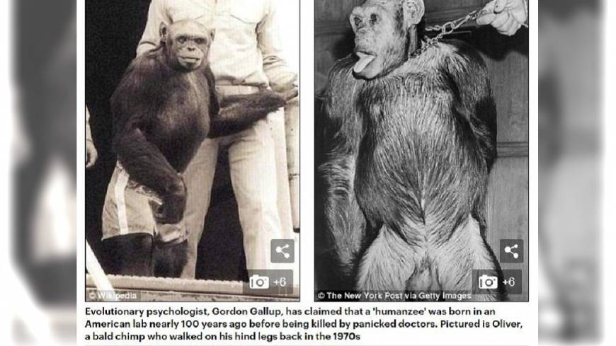 科学家发现一只猩猩基因突变，差点变成人，与人类基因只差1%-第2张图片-IT新视野