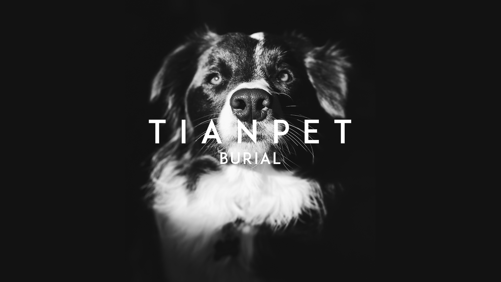 麣24hTIANPET 𻯣麣