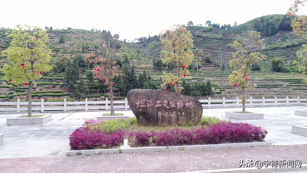 宁德：全国总决赛五强占二，揭密中国传统红茶主产区