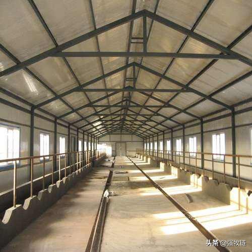 这样建养牛大棚，成本压到了最低，养牛经济效益至少高一倍