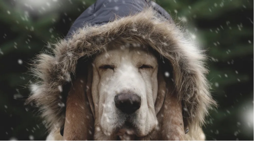 南方人驱寒不再靠一身“正气”！因为我们有戴森HP06