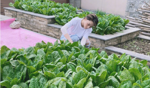 Zhang Xin grants: Brave the wind and waves at the same time, at the same time Gui Yintian changes field personally " vegetable grower " kind 7 kinds of season are vegetable