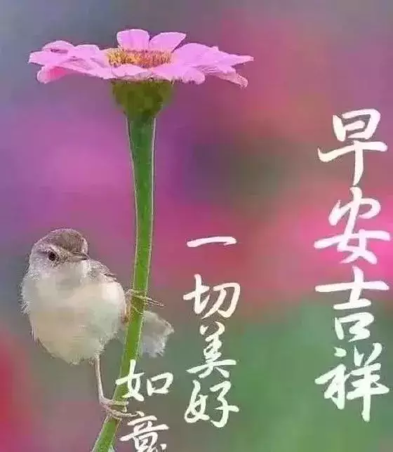 早上好问候语图片大 早晨祝福语表情图片