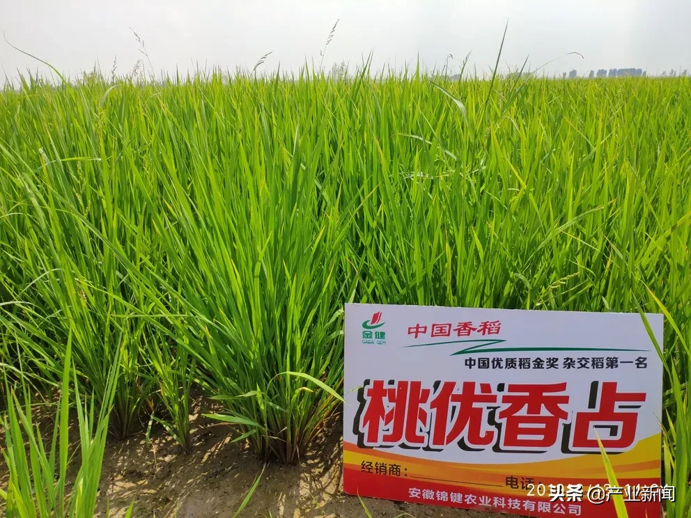 浅谈影视明星杨幂和桃优香占大米的相似之处