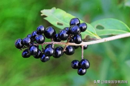 初秋已来，这几味中医药滋阴润燥最好，《神农百草经》都有提到