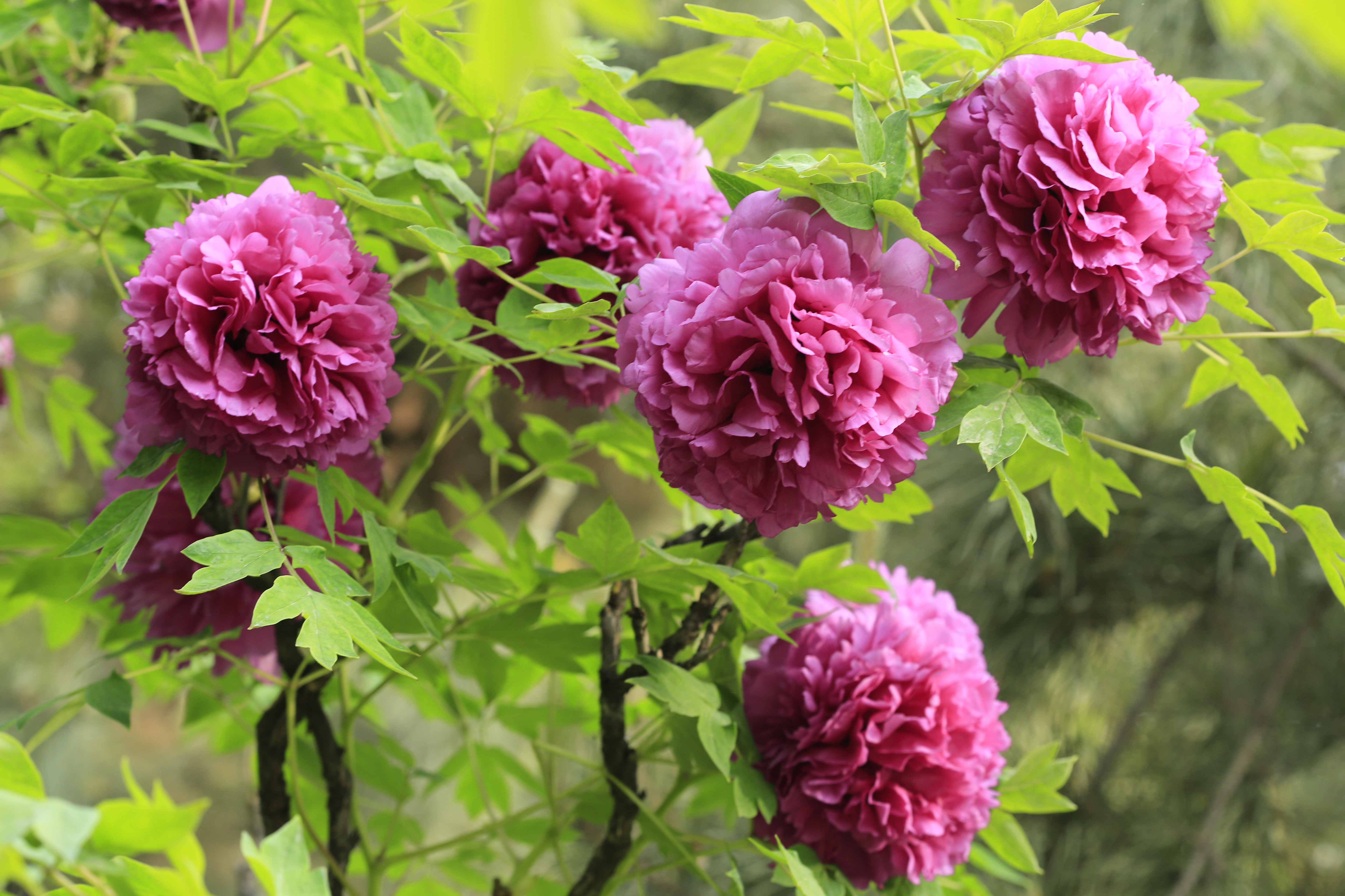 赏国色天香游牡丹花海