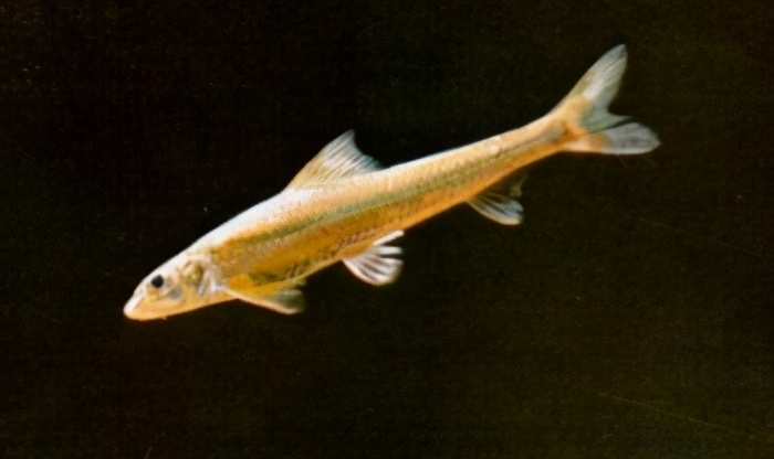 中国淡水鱼图集一489