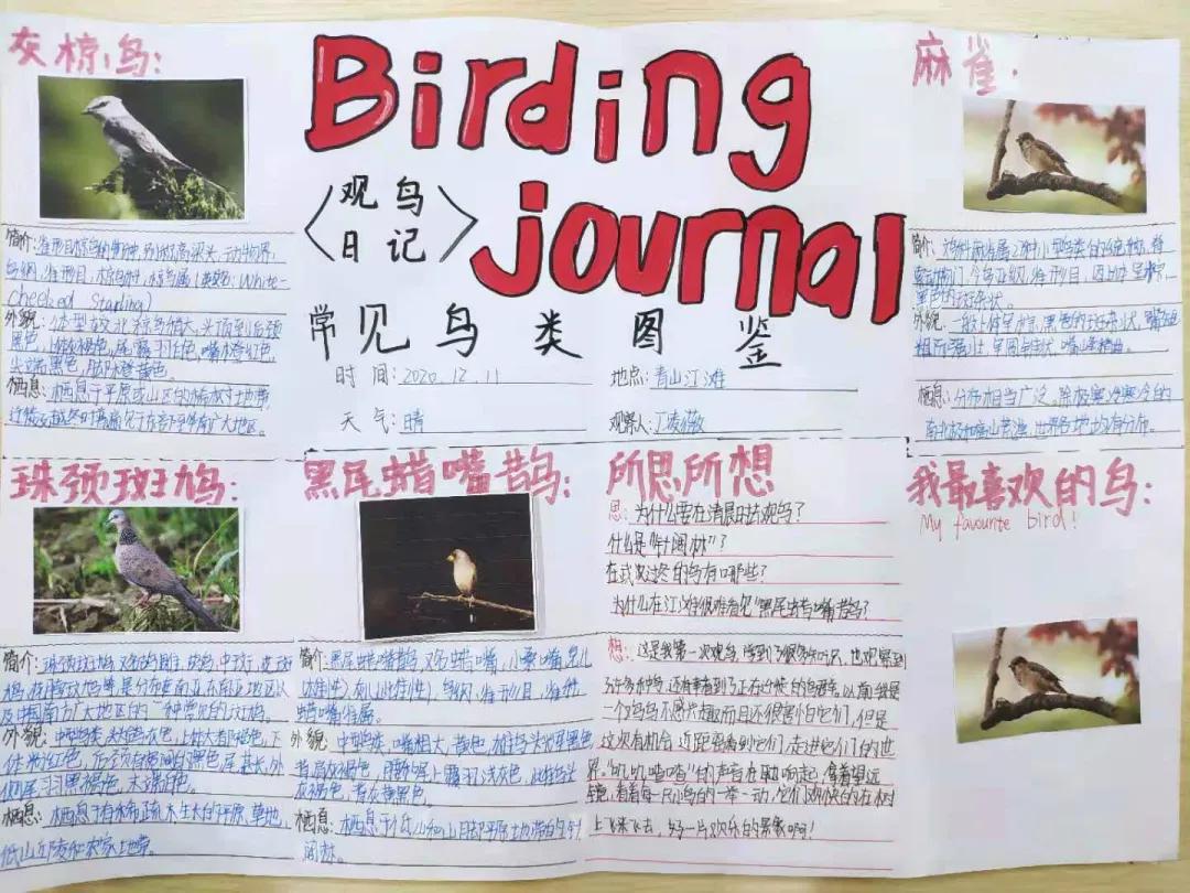 生态研学｜江滩观鸟 用另外一种方式打开大自然