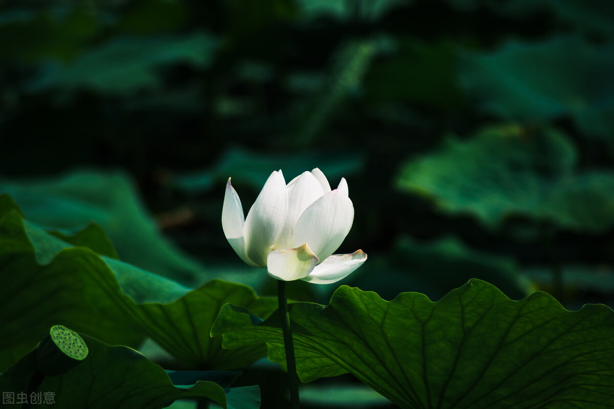 几时归去，做个闲人，与岁月柔情相待，与时光执手言欢-第2张图片-非凡网