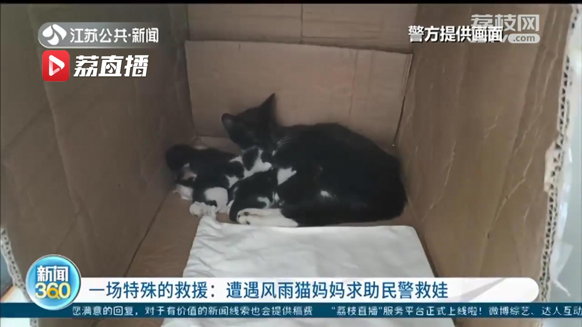 一场特殊的救援！遭遇风雨猫妈妈“求助”南京民警救幼崽