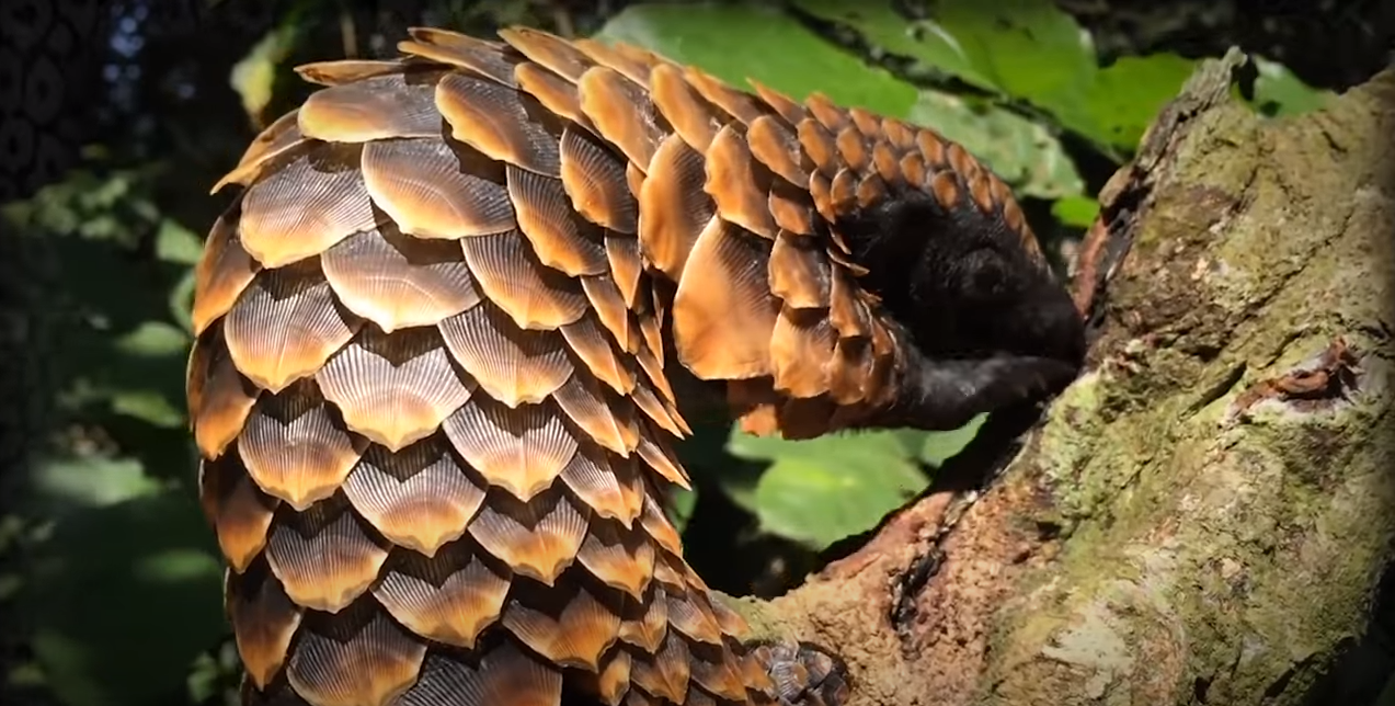 被吃成國家一級保護的動物，究竟該誰為它們買單？