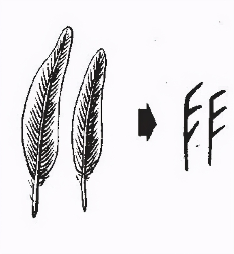 飞鸟长毛的"羽"字的汉字书法演变