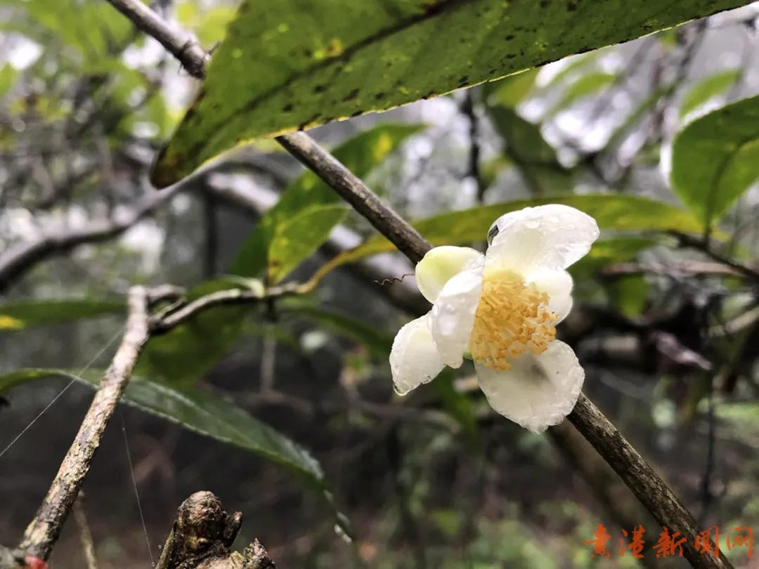 探访藏在高山云雾里的珍稀野生始祖茶