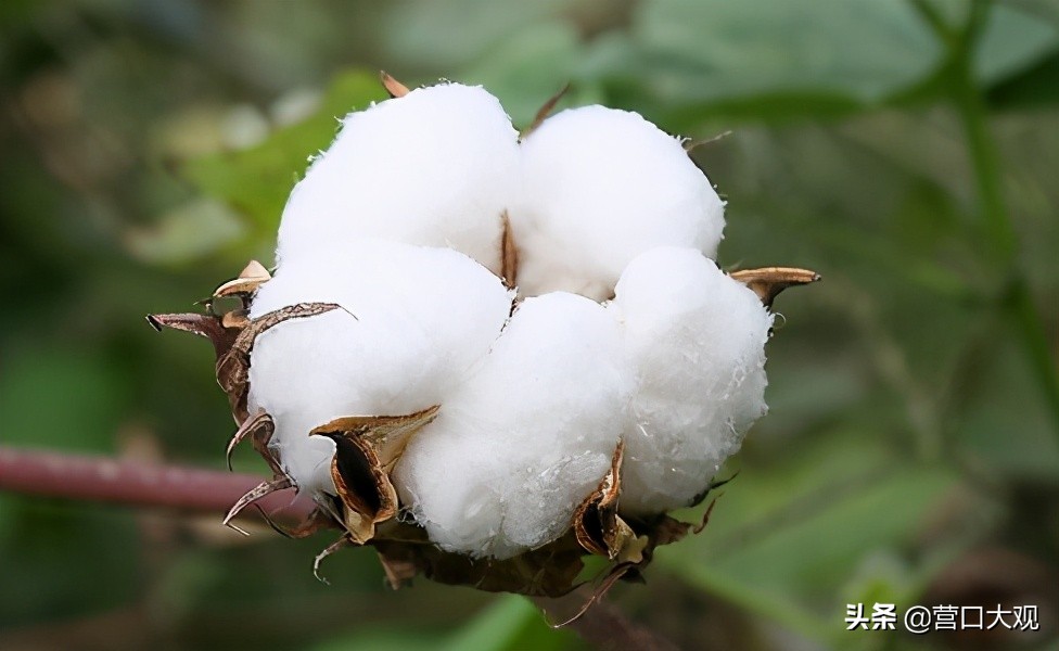 Take you to understand relevant knowledge of cotton, nod assist for top class Xinjiang cotton together